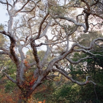 Oak in Andrew Molera State Park