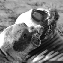 Fighting Elephant Seals