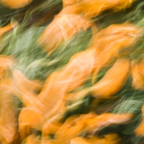Windy abstract of Poppies
