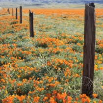 Poppies and Fence Posts