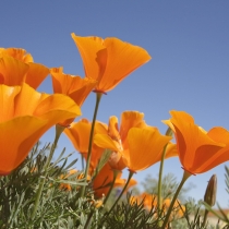 Poppies from below