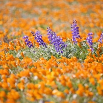 Desert Lupine amid a sea of Poppies
