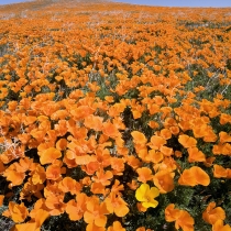 Hill of orange Poppies
