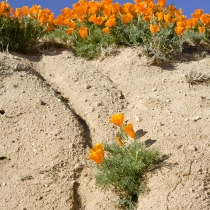 Flowers growing on a hill
