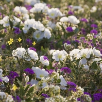 Anza-Borrego wildflowers