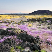 Amboy Crater and blooming wildflowers