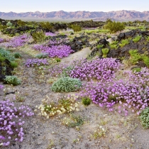 Wildflowers at Amboy Crater