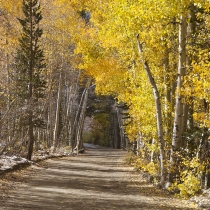 Road through Aspens