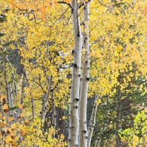 Pair of Aspen Trees