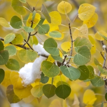 Colorful Aspen Leaves