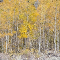 Sierra Colors of Fall 2