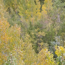 Aspen Grove near North Lake