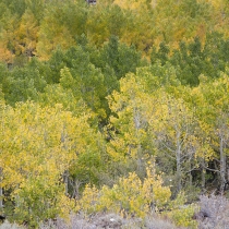 Colorful Autumn along Bishop Creek