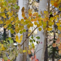 Aspen Leaves