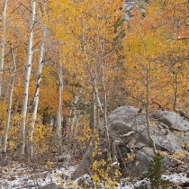 Apen Trees and Boulder