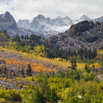 Autumn View Near Bishop