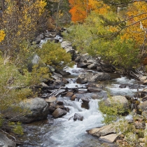Fall Along a Section of Bishop Creek