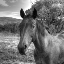 Horse and Flies
