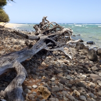 Dead Tree at Ha'ena Beach
