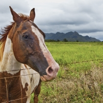 Old Horse