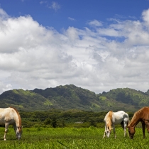 Horses Grazing
