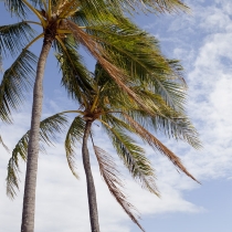 Two Palm Trees