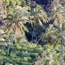 Blowing Palm Trees