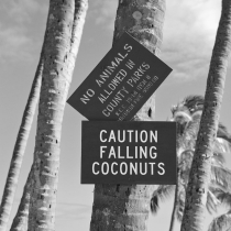 Falling Coconuts