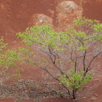 Tree and Red Earth
