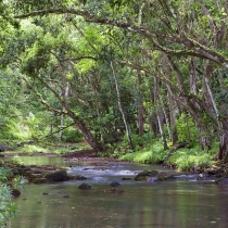 Kapa'a Stream