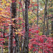 Fall Colors in Maine's Forest