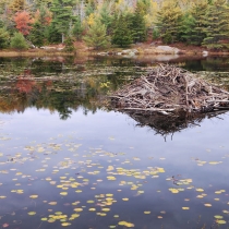 Beaver Den