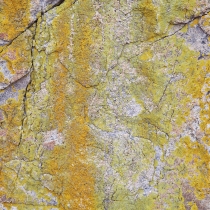 Lichen Covered Rock