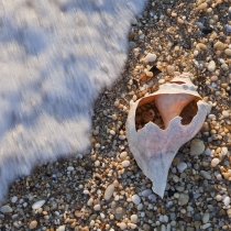 Wave and Whelk Shell