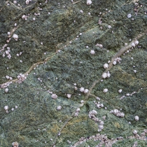 Barnacles on rock face