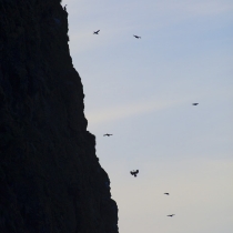 Birds flying along vertical cliff