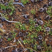 Pine cones on the forest floor