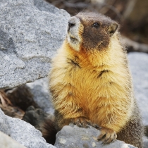 Marmot in Yosemite