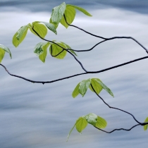 Dogwood and Stream