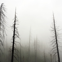 Burned Trees in Fog