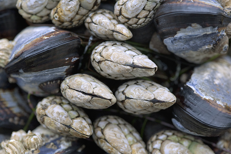 Barnacles and Mussels