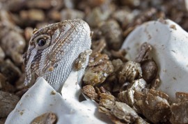 Bearded Dragon Hatching