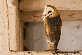 Salton Sea Barn Owl