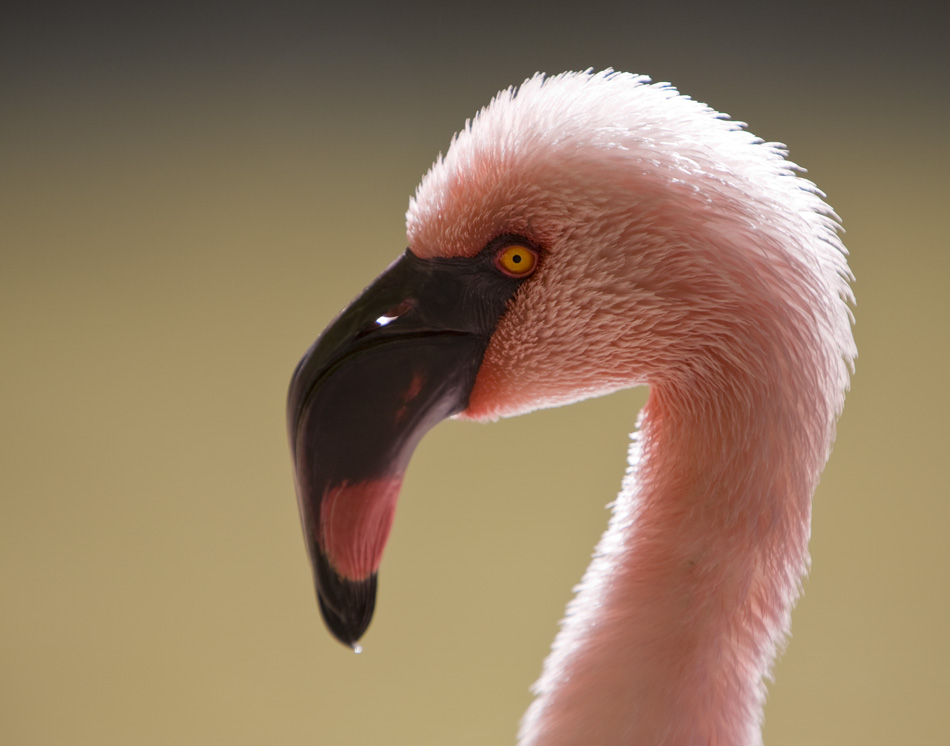 Rim lighting with a flamingo