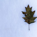 Oak Leaf in Snow