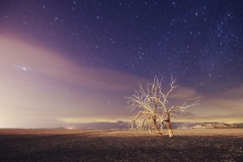 Old Trees along the Salton Sea