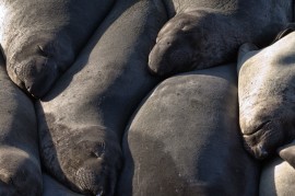 Elephant Seals