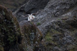 Feral Goat