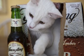 Cat and Beer