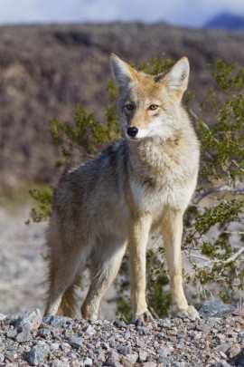 DeathValley-Coyote-2